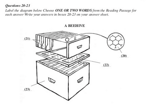 IELTS reading beehive